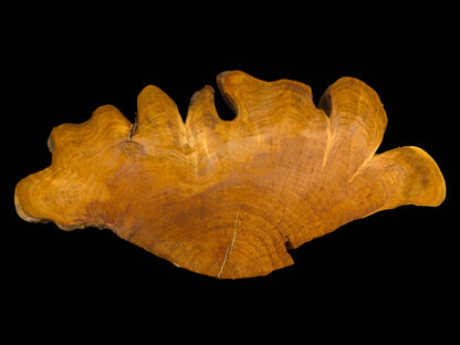 Warm brown wild cherry root slice with a wavy top edge, distinct grain, and prominent growth rings.