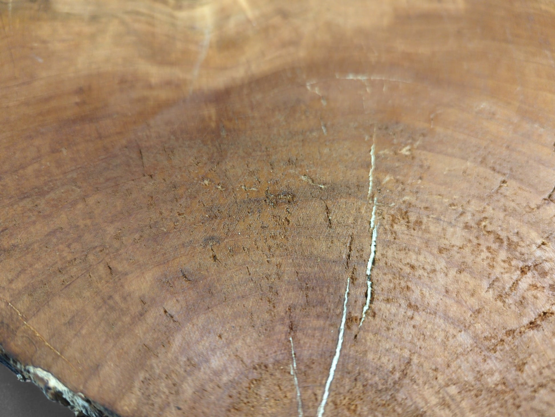 Surface of a light brown wild cherry root slice showing distinct growth rings, rough texture, and prominent cracks.