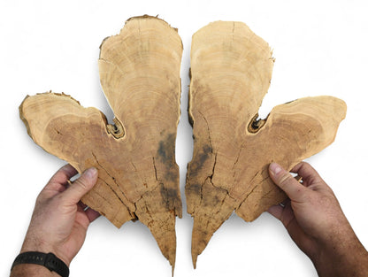 Hands holding two bookmatched wild cherry wood slices, displaying natural grain, live edges, and cracks on white.