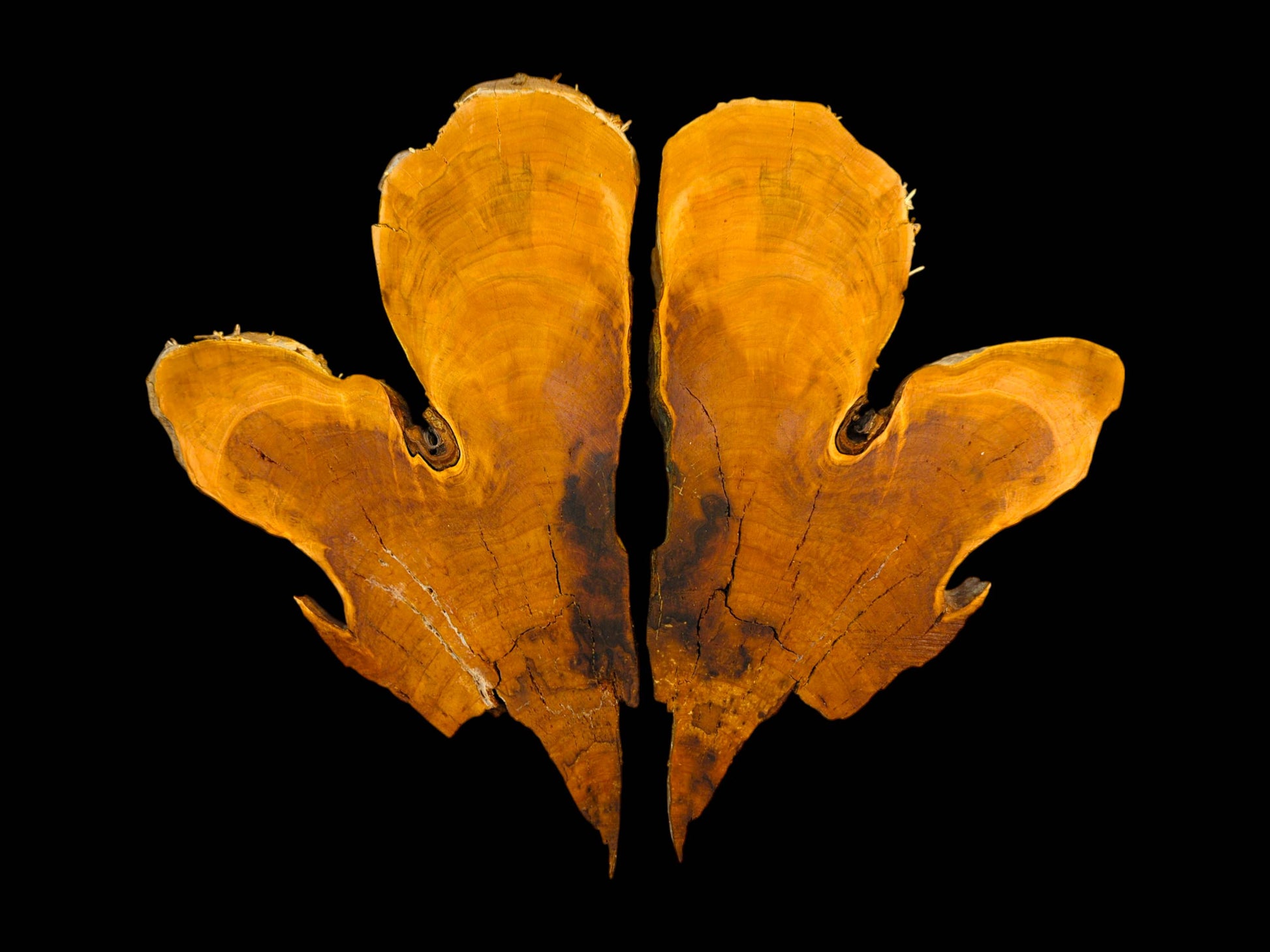 Two amber-orange bookmatched wild cherry wood slices, with live edges, visible grain, on a black background.