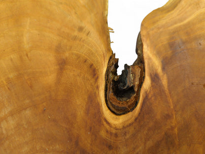 Golden-brown wild cherry wood displaying concentric annual rings and a deep, dark, irregular knot hole.