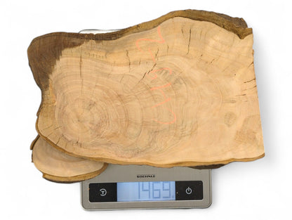 Wild cherry wood slices, light brown with dark live edges and cracks, on digital scale showing 1469.