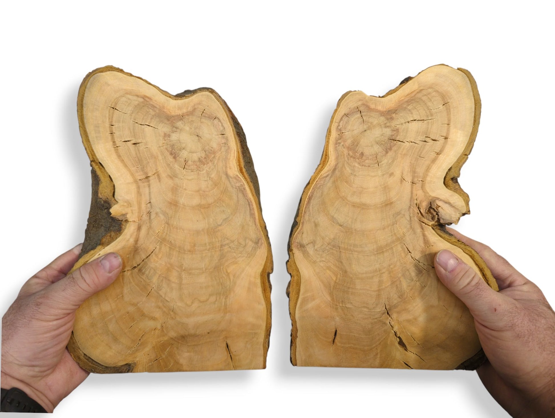 Hands holding two irregular bookmatched wild cherry wood slices with natural live edges and light grain.