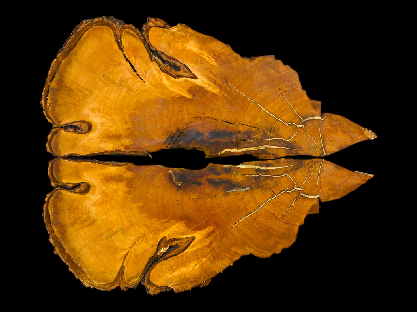 Two bookmatched wild cherry wood slices, amber-orange with dark centers and prominent golden cracks on black.