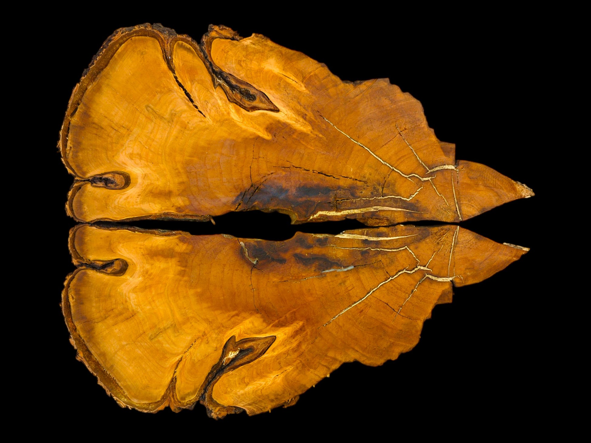 Two bookmatched wild cherry wood slices, amber-orange with dark centers and prominent golden cracks on black.