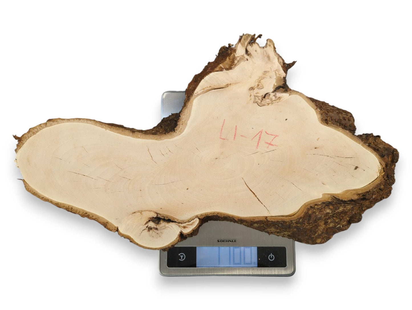 Pale linden wood root slice, irregular, with dark bark, marked "L1-17", weighing 1100 grams on a scale.