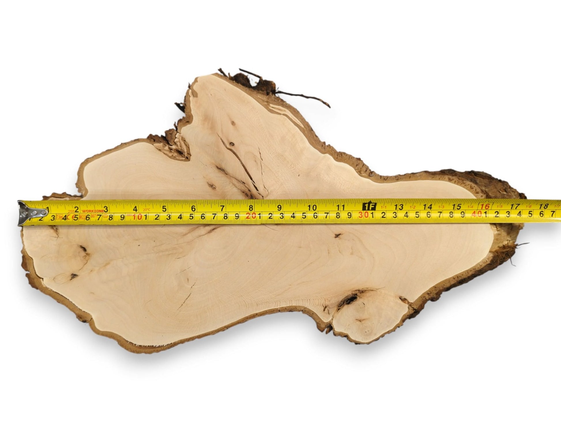 Linden root wood slice, irregular shape, light surface, dark bark, measured by a yellow tape at 18 inches.