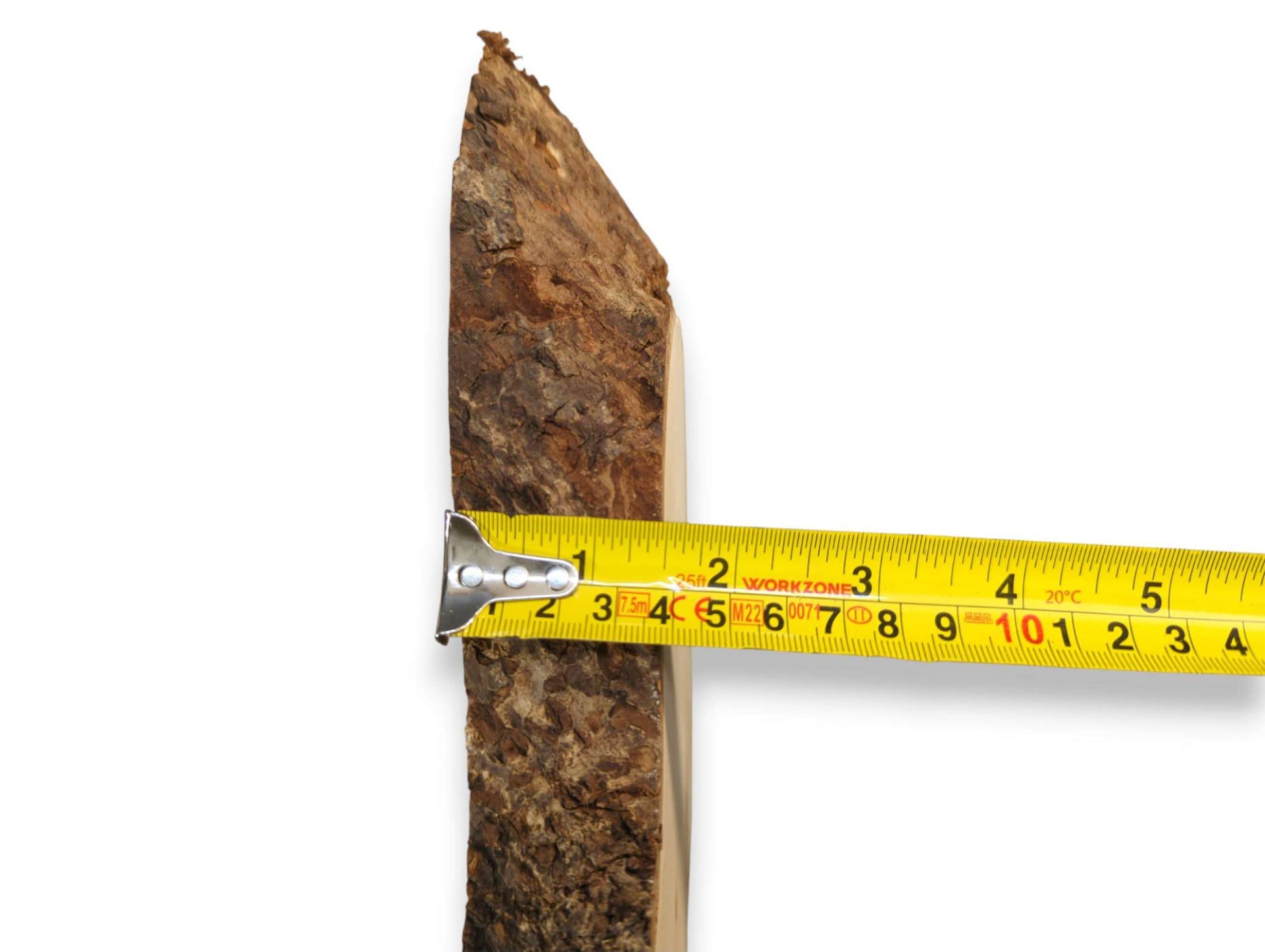 Side view of a linden wood slice, revealing its rough dark bark and approximate 1-inch thickness.