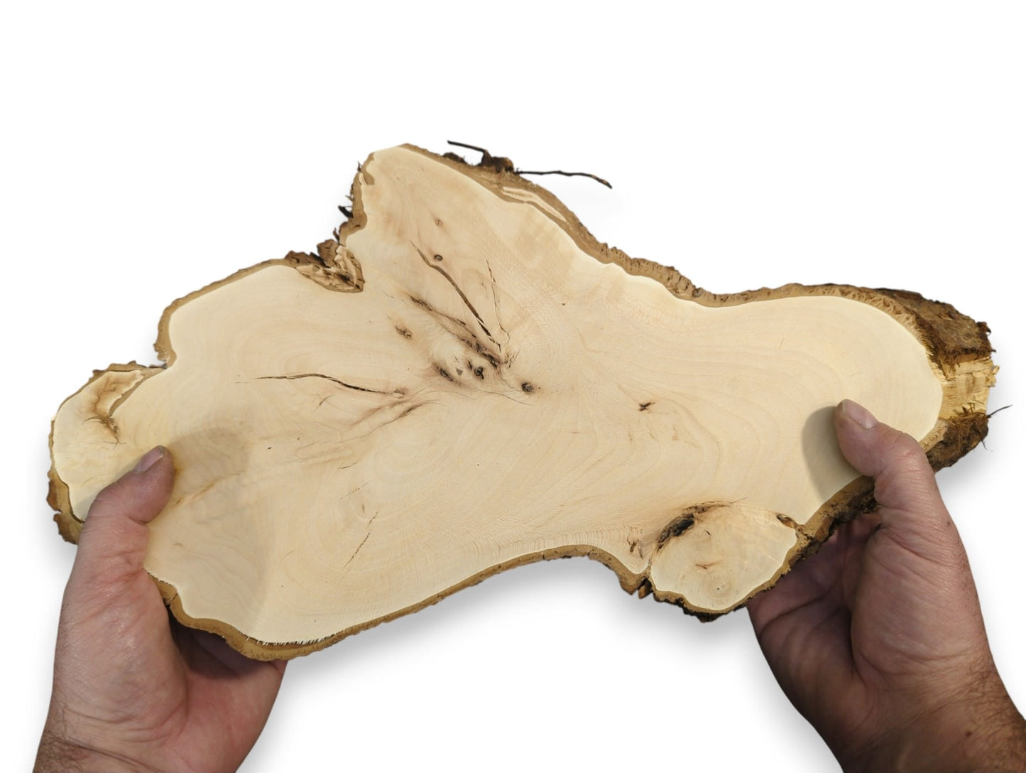Hands hold a light linden root wood slab, with natural grain and a dark bark edge.