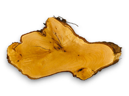 A linden root slice, planed and sanded, with an irregular shape and dark, untreated bark.