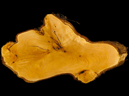 Raw linden wood root slice showing light color, natural grain, and dark rough bark edge.