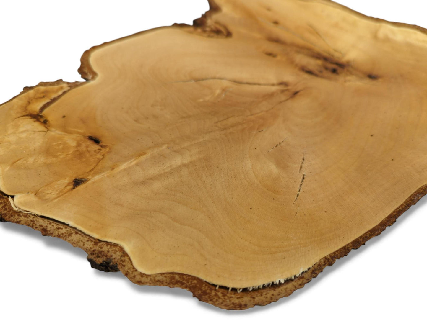 Untreated linden wood root slice displaying a light, planed surface and a dark, rough bark edge.