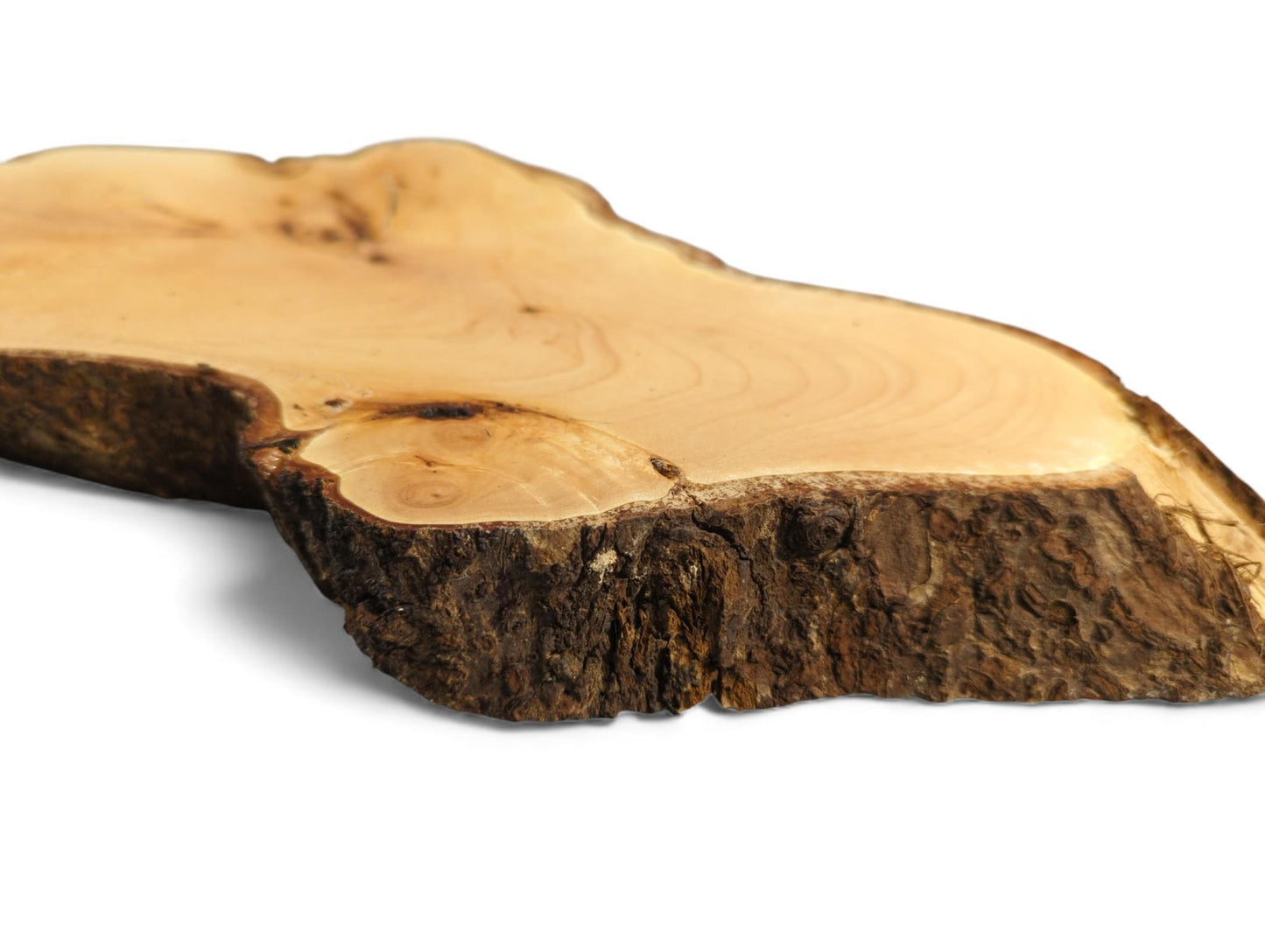 An irregular linden wood root slice with a smooth light surface, natural grain, and dark rough bark edge.