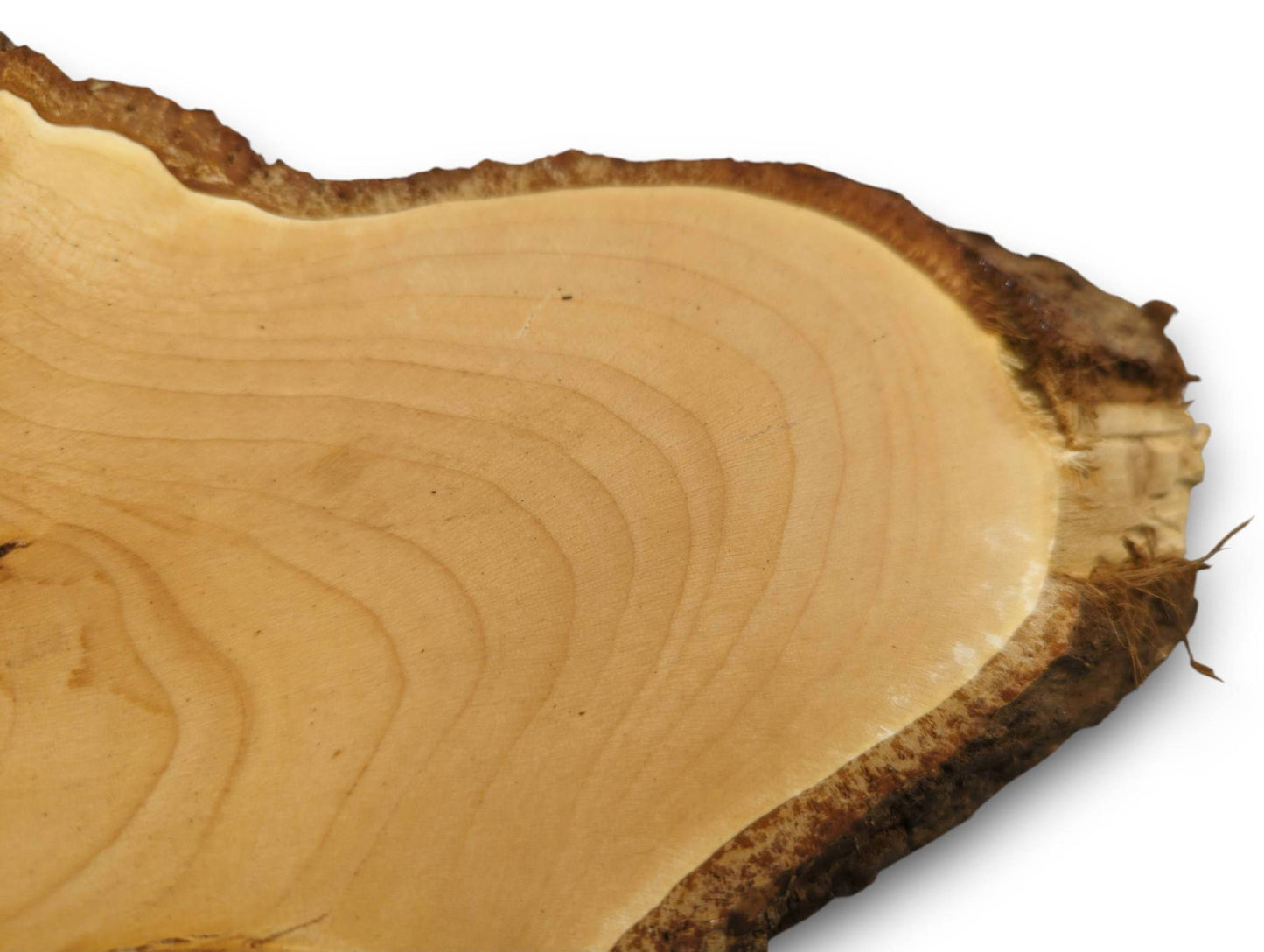 Detailed view of a light linden wood slice, showing its planed surface and dark, rough live edge.