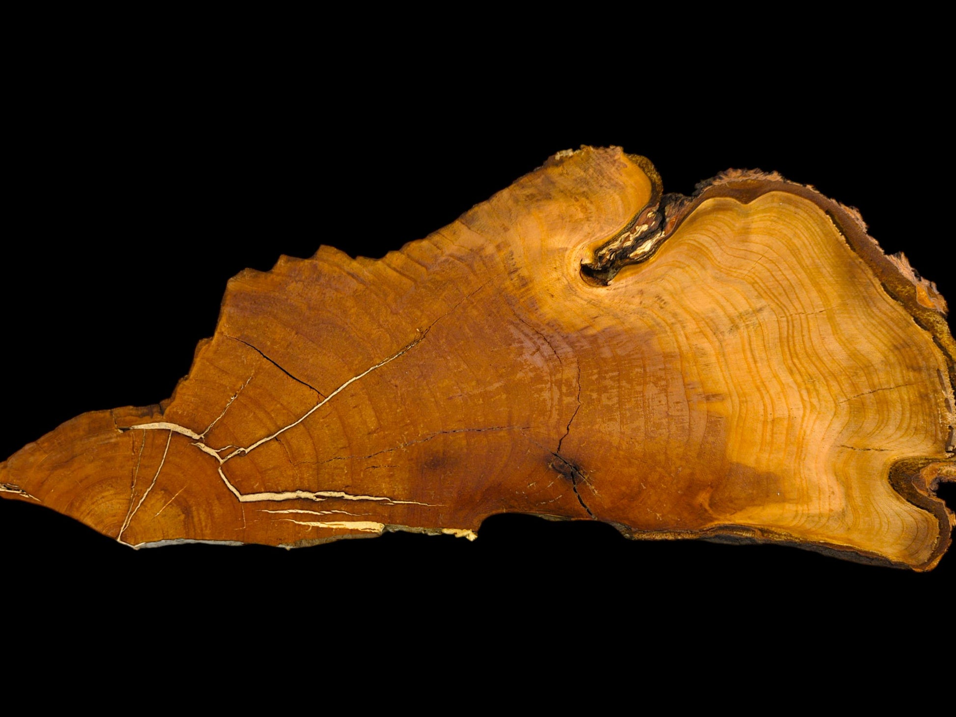 Horizontal wild cherry wood slab, brown and yellow, with live edges, distinct grain and visible cracks.