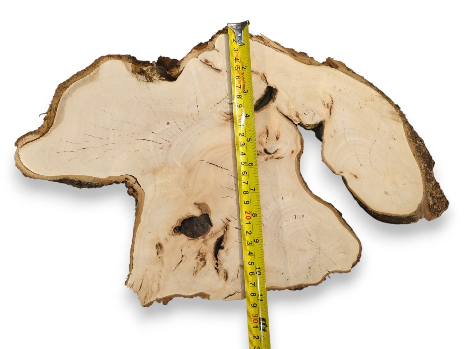 Linden wood slice, irregular and pale with dark bark and grain, shows a yellow measuring tape.
