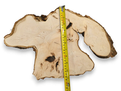 Linden wood slice, irregular and pale with dark bark and grain, shows a yellow measuring tape.
