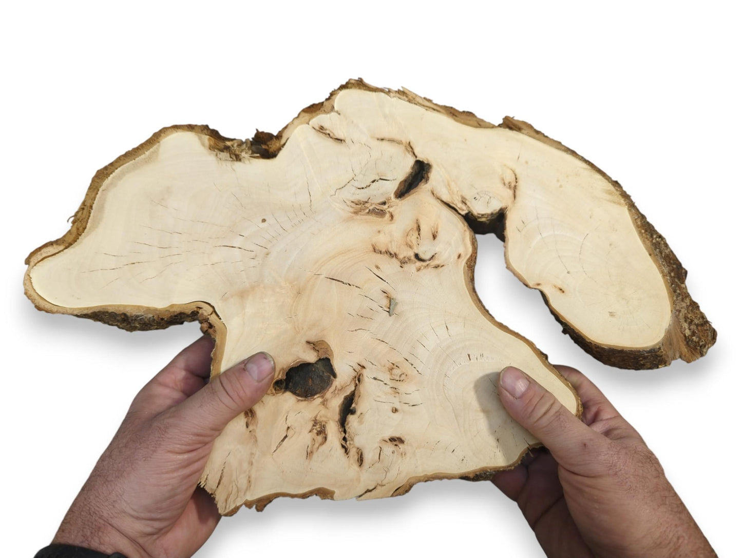 Two hands hold an untreated, irregular linden wood slab, showing its light color, grain, and bark.
