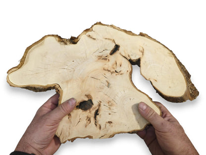 Two hands hold an untreated, irregular linden wood slab, showing its light color, grain, and bark.