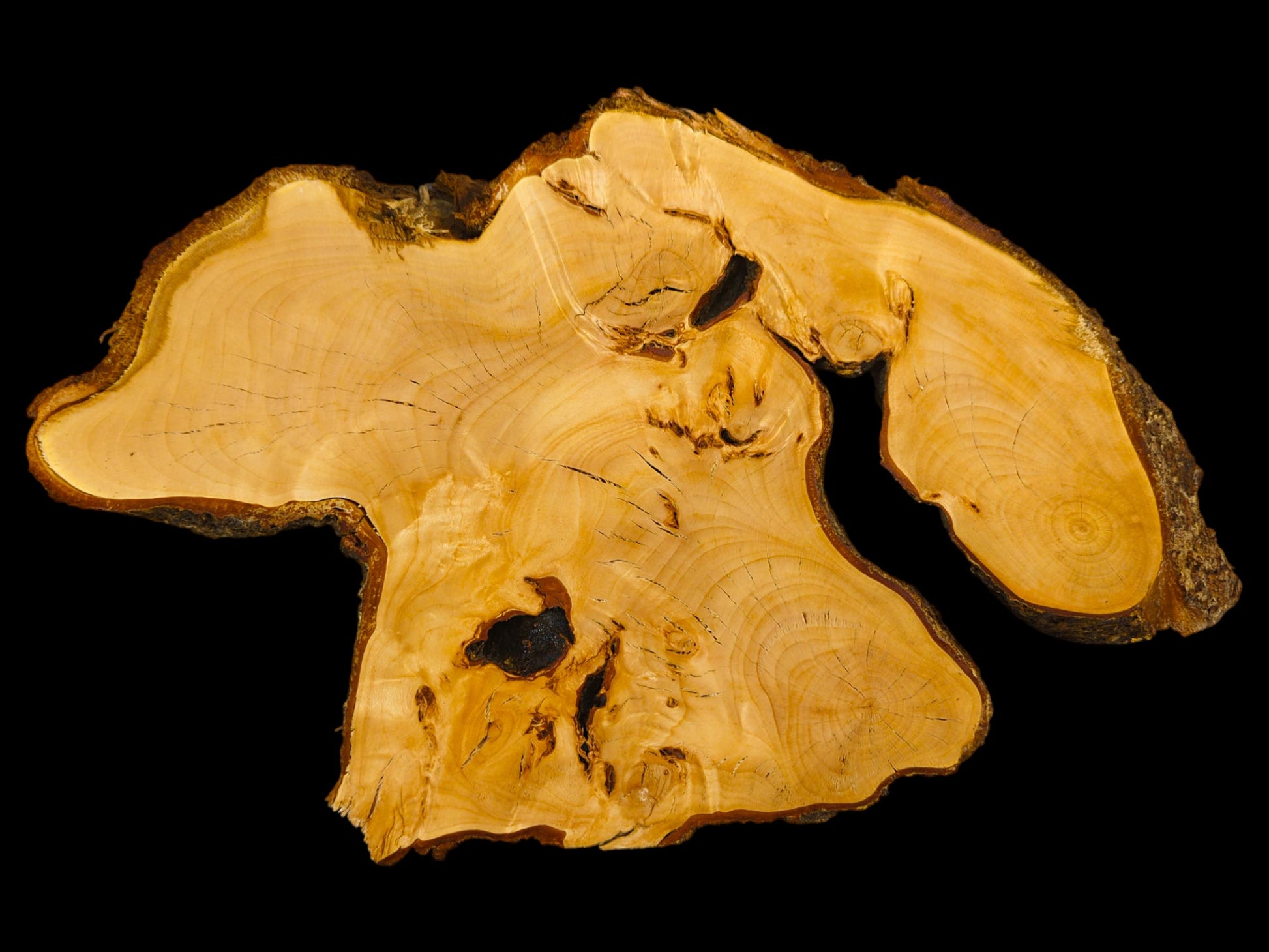 An irregular linden wood slice slab, light-colored with visible grain, dark knots, and a textured live bark edge.