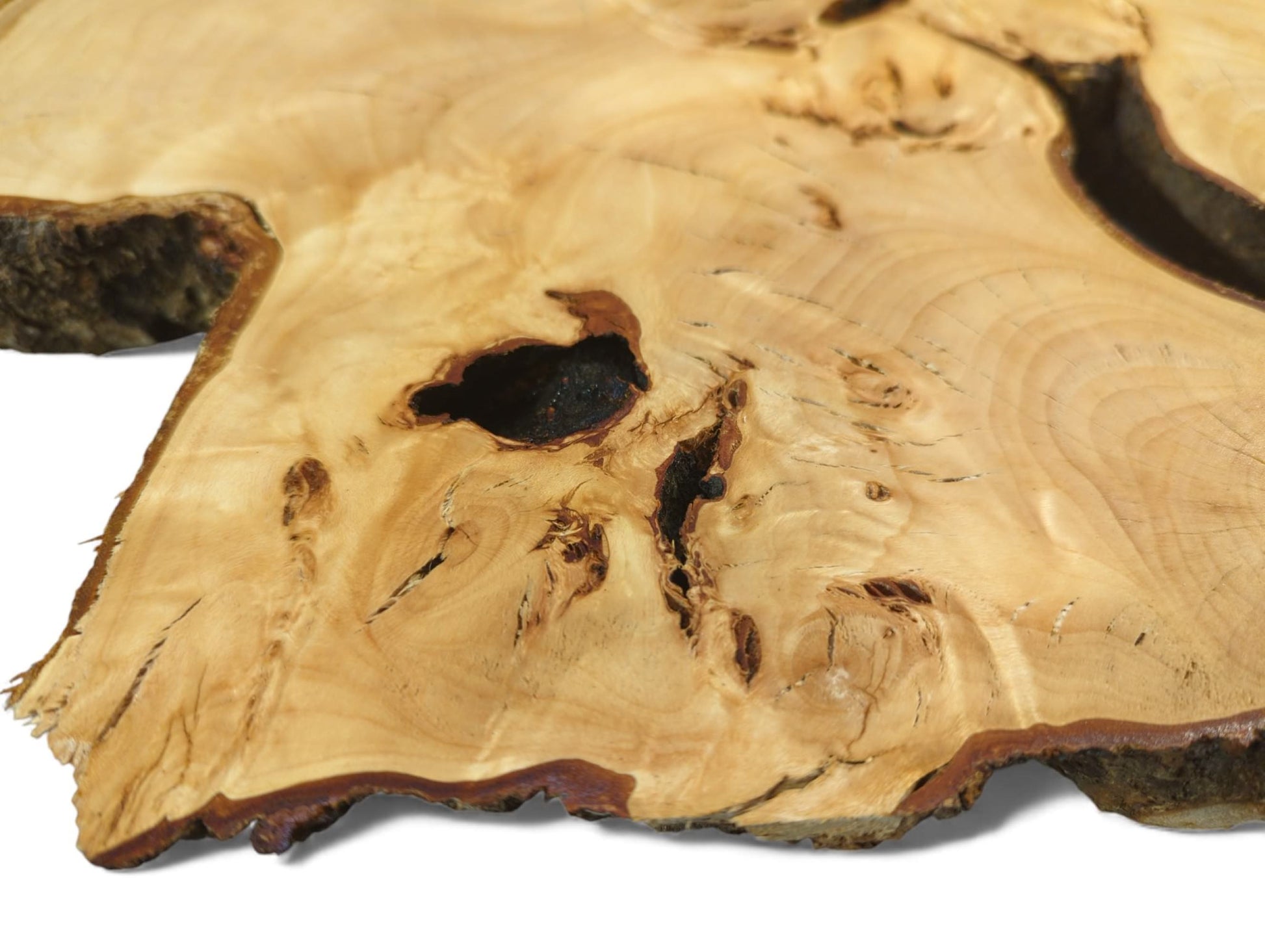 Irregular linden wood slice, light yellowish-brown, showing fine grain, dark internal voids, and natural bark.