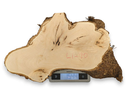 Irregular linden wood, pale, dark live edge bark, marked "L1-20", on a scale with 1544.