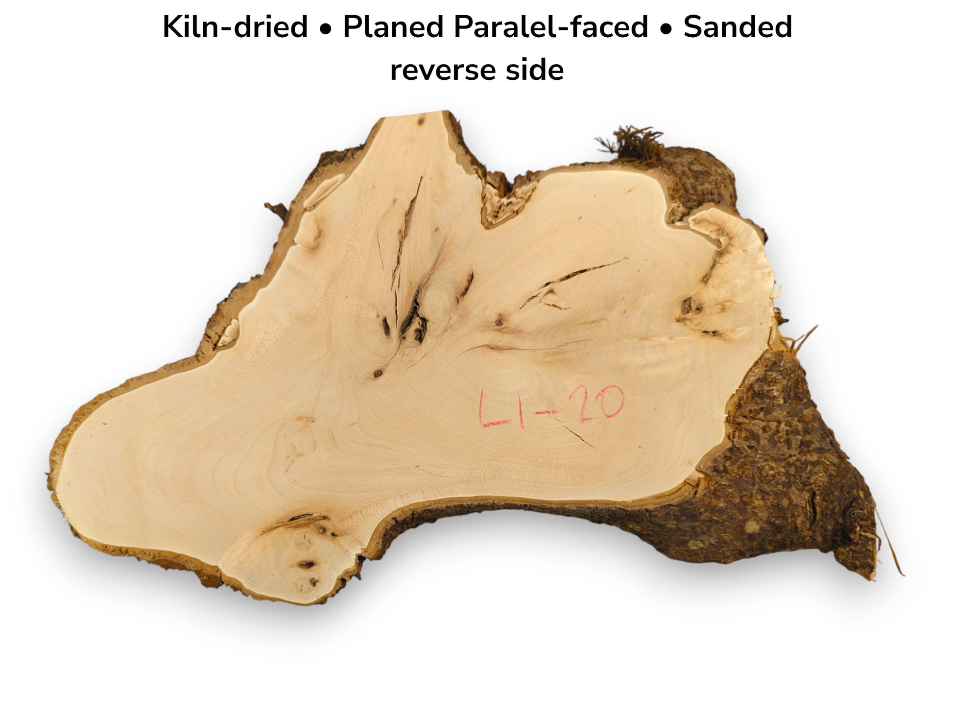Irregular, light linden root wood slice, sanded, with dark live edge bark; reverse side visible.