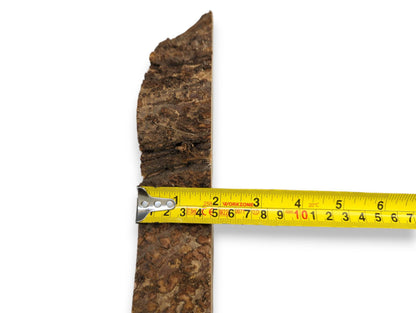 Textured dark brown linden wood bark edge shown with a yellow measuring tape for scale.