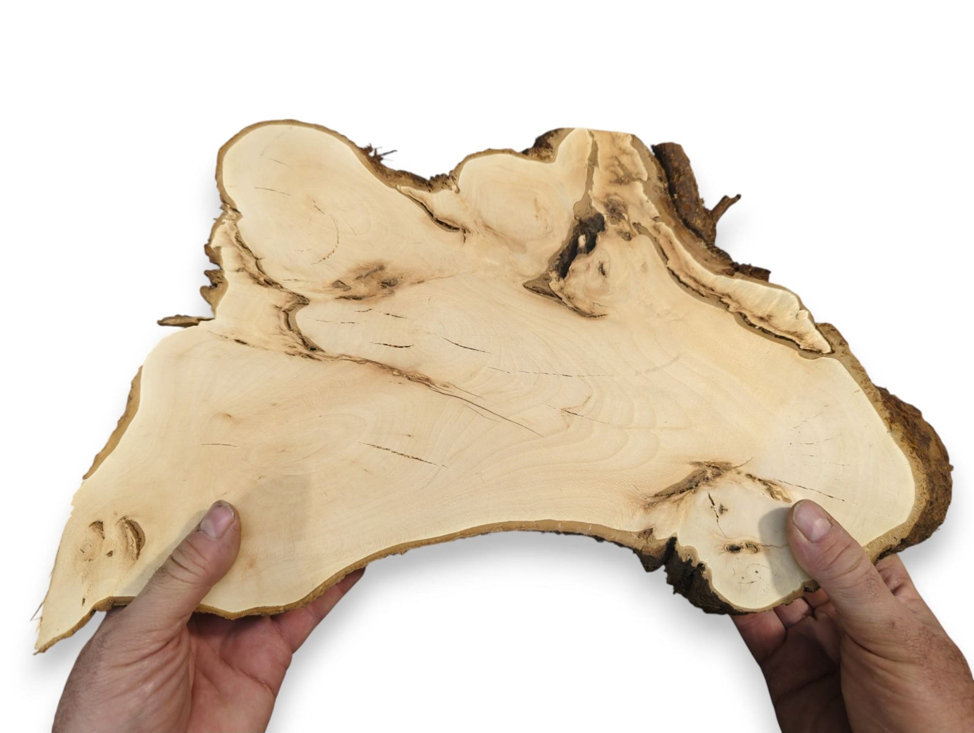 Hands hold a pale linden root wood slice, sanded smooth, featuring dark live edge bark.
