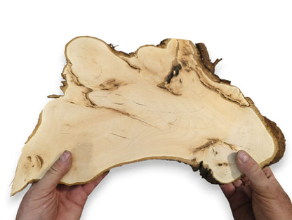 Hands hold a pale linden root wood slice, sanded smooth, featuring dark live edge bark.