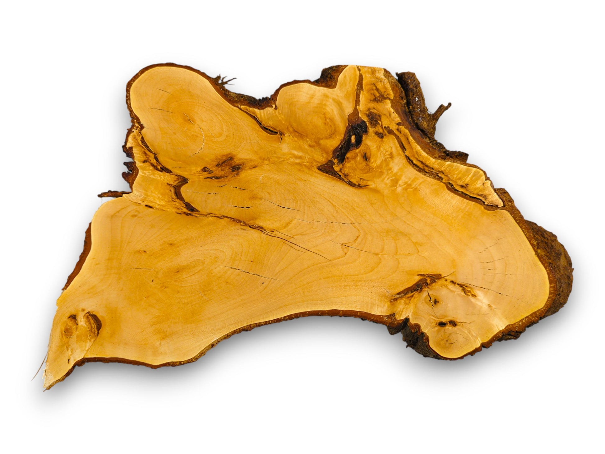 Pale yellow linden root slice, organically shaped, with smooth surface and rough dark bark edges.