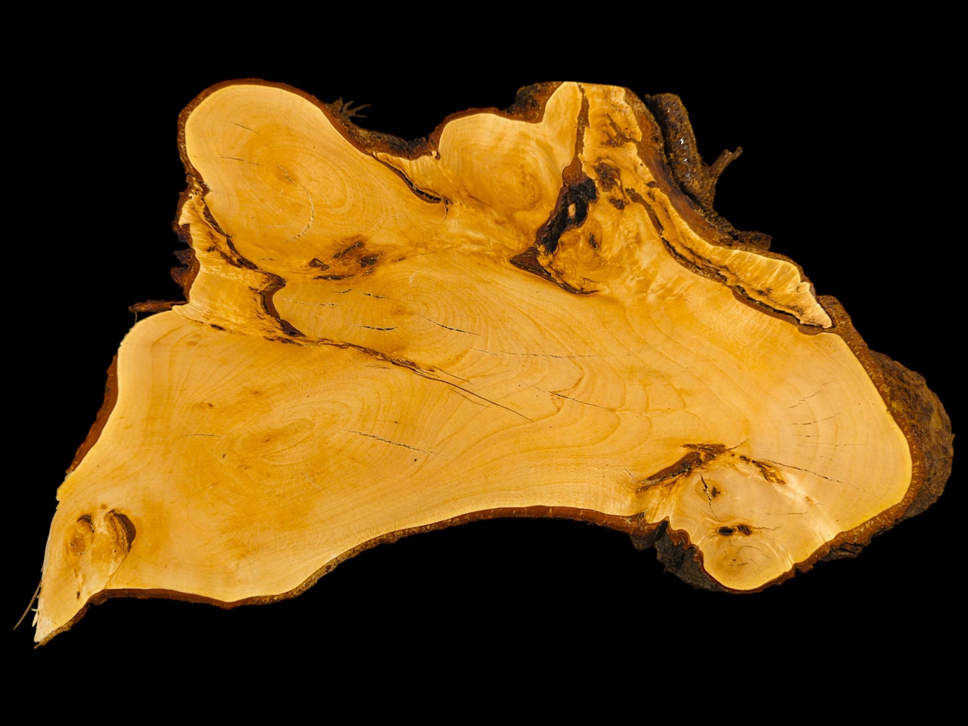 Light-toned linden wood root slice, irregularly shaped, planed and sanded, with rough bark live edge.