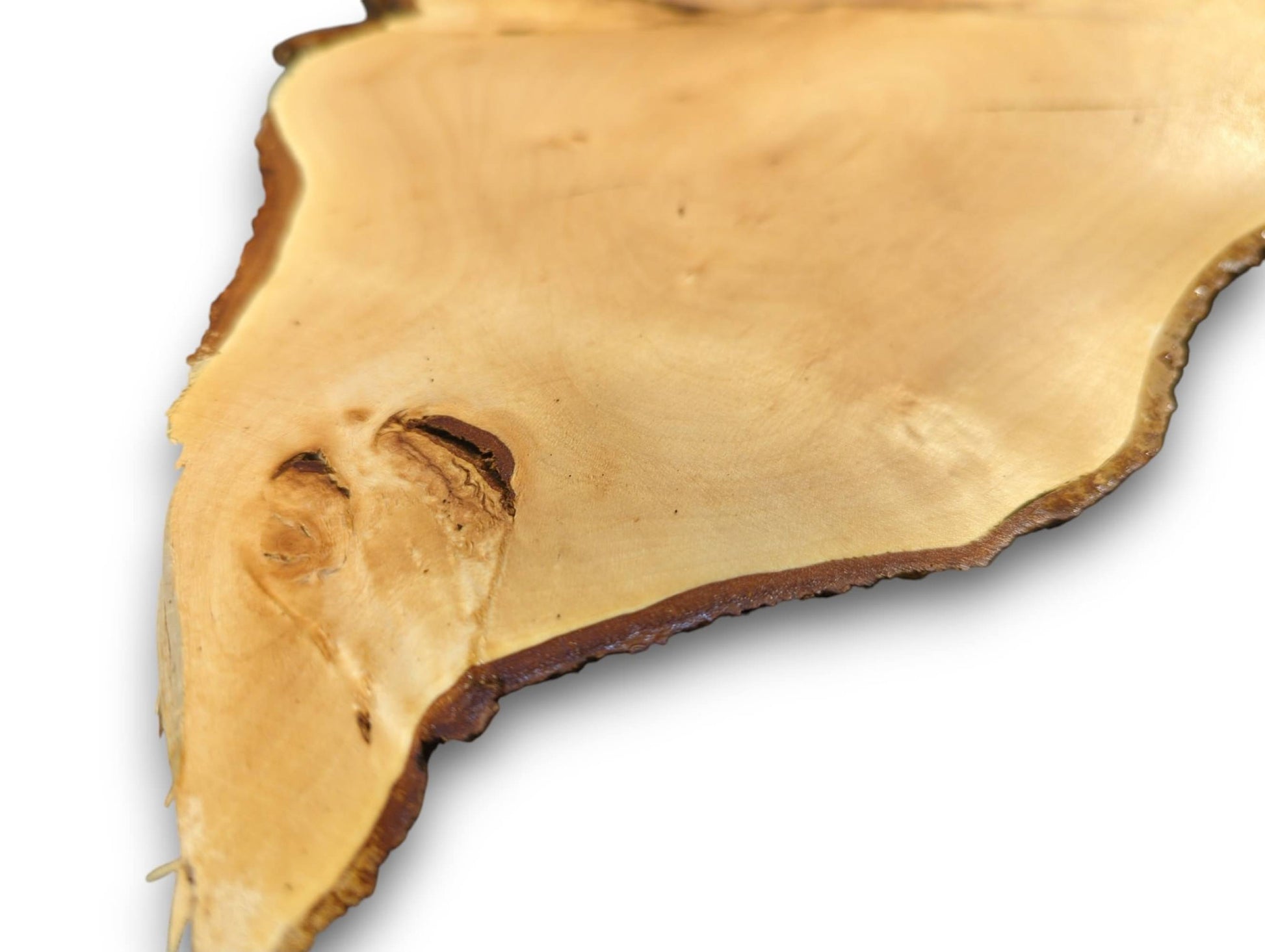 Organic linden root slice showing a smooth pale surface, natural grain, dark bark edges, and two knots.