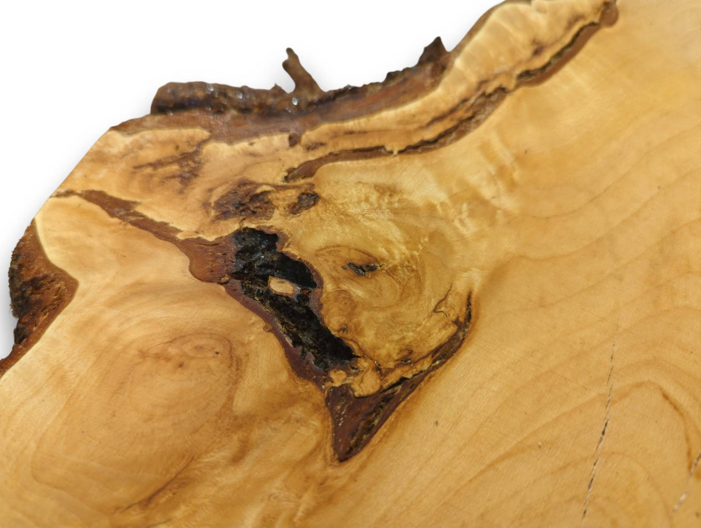Pale linden wood root slice, sanded, showing a dark live edge, natural grain, and a prominent knot.