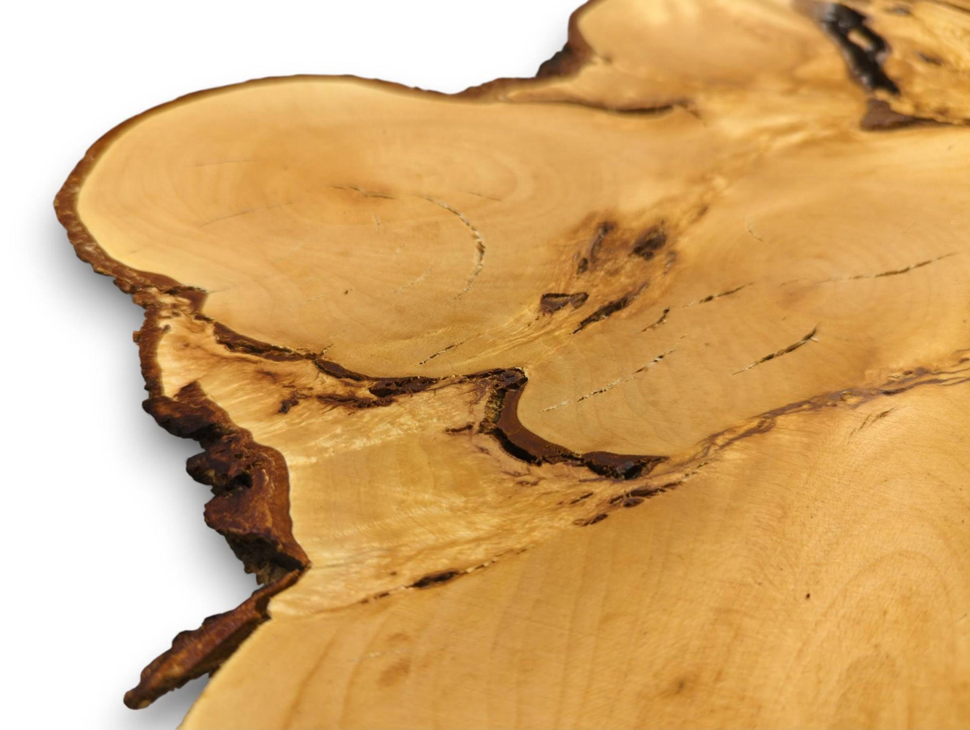 Close-up of a pale linden root slice with organic shape, dark live bark, and natural grain.