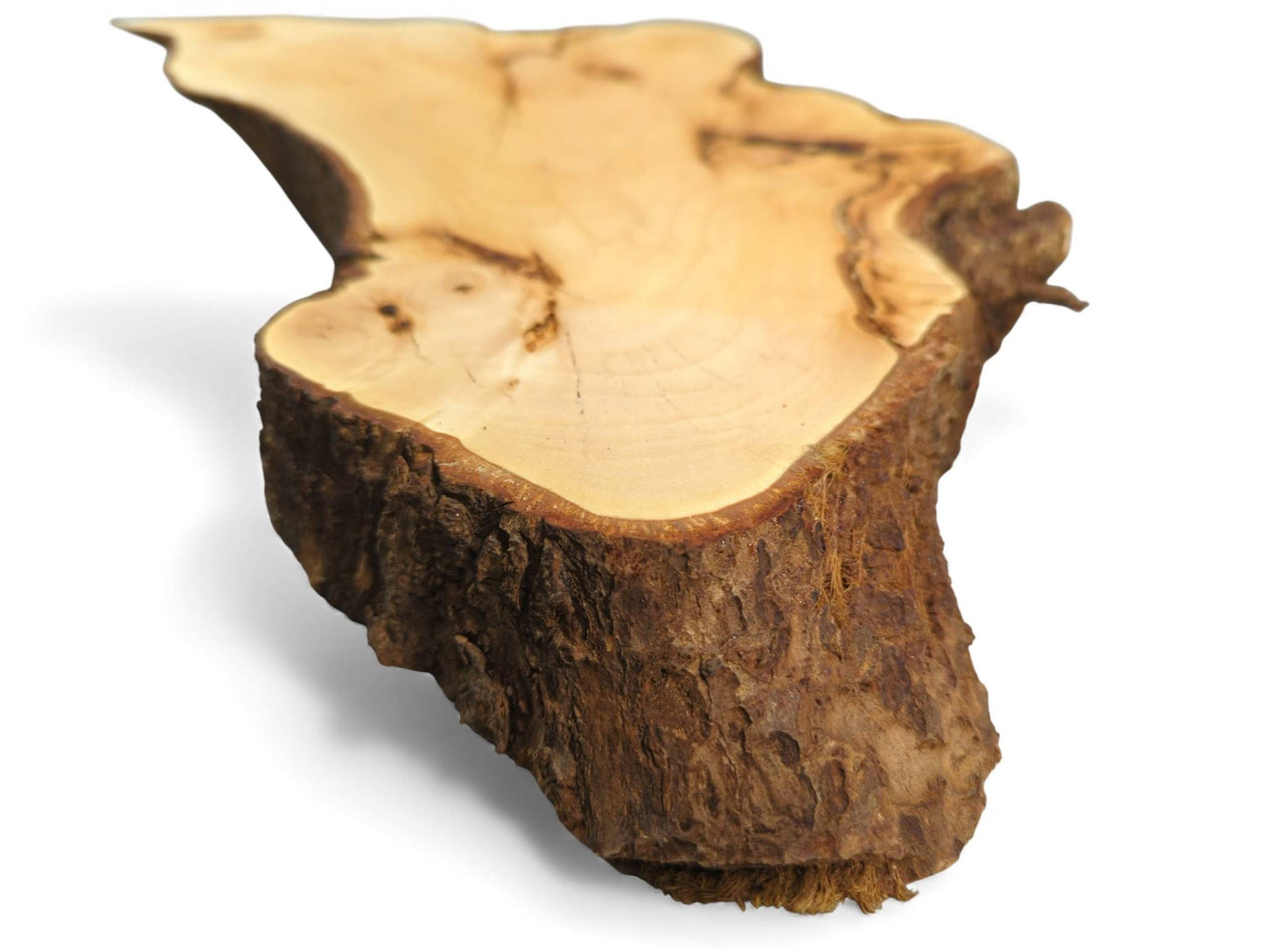 Visible: a pale, planed linden root slice, displaying smooth wood and rough, dark brown live edge bark.