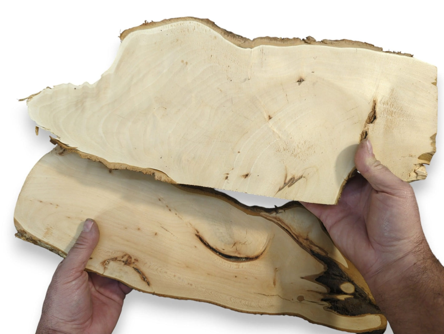 Hands hold two untreated linden root wood slices, planed, sanded, light-colored, with natural live edges.