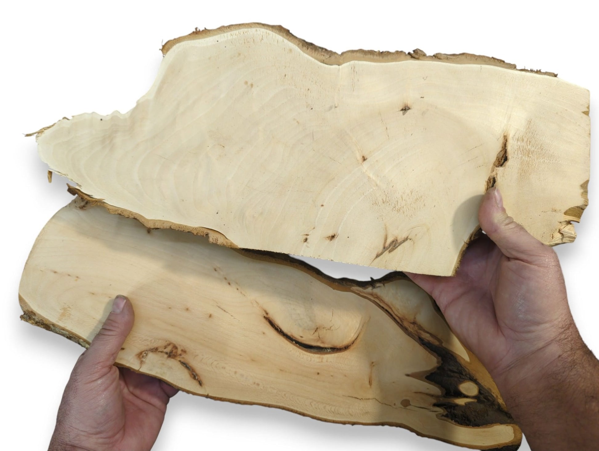 Hands hold two untreated linden root wood slices, planed, sanded, light-colored, with natural live edges.