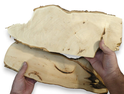 Hands hold two untreated linden root wood slices, planed, sanded, light-colored, with natural live edges.