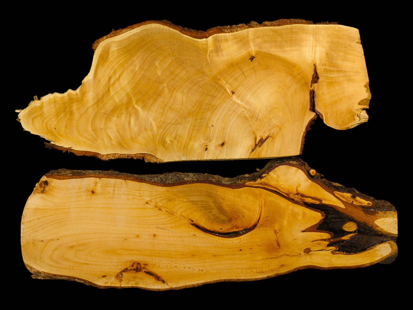 Collage: Two natural linden wood slices, planed, sanded, featuring live bark edges on a black background.