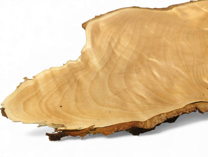 Untreated linden wood slice, planed smooth, showing light wood grain and a dark, irregular, textured live edge.