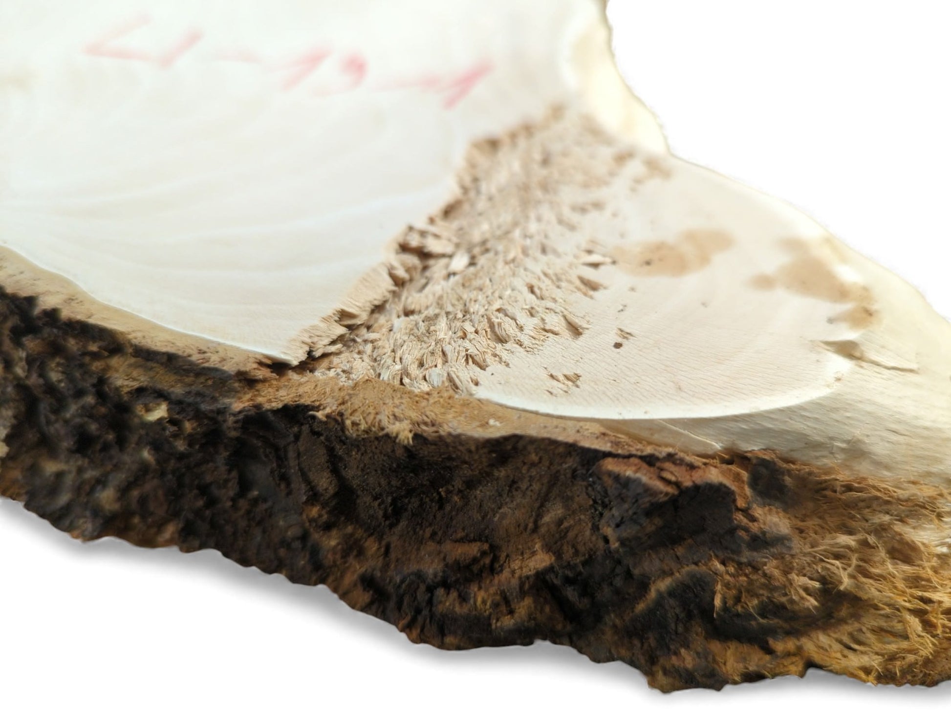 Close-up of a light-colored, planed linden wood slice showing a dark bark edge and fibrous texture.