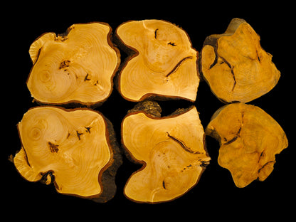 Six irregular, light brown linden wood slices with live bark edges, displaying natural grain and rings.