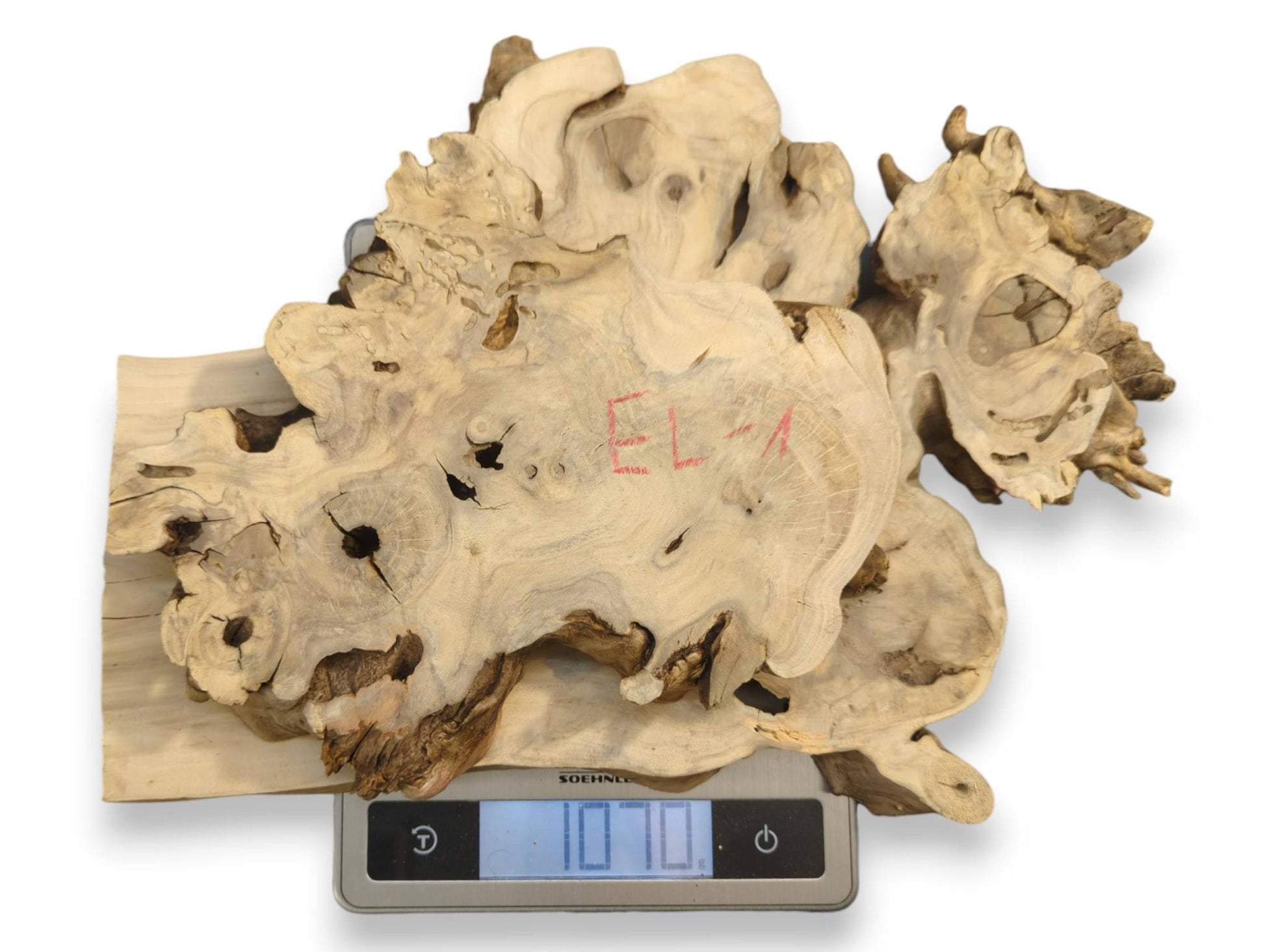 Irregular light-toned elderberry burl wood slabs with natural grain and holes on a digital scale displaying 10.70.