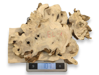 Irregular light-toned elderberry burl wood slabs with natural grain and holes on a digital scale displaying 10.70.