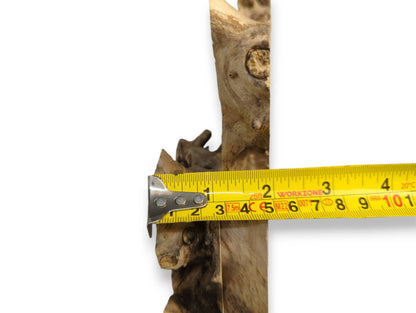 A yellow measuring tape extends across a light brown, irregularly shaped elderberry burl wood piece, showing its width.