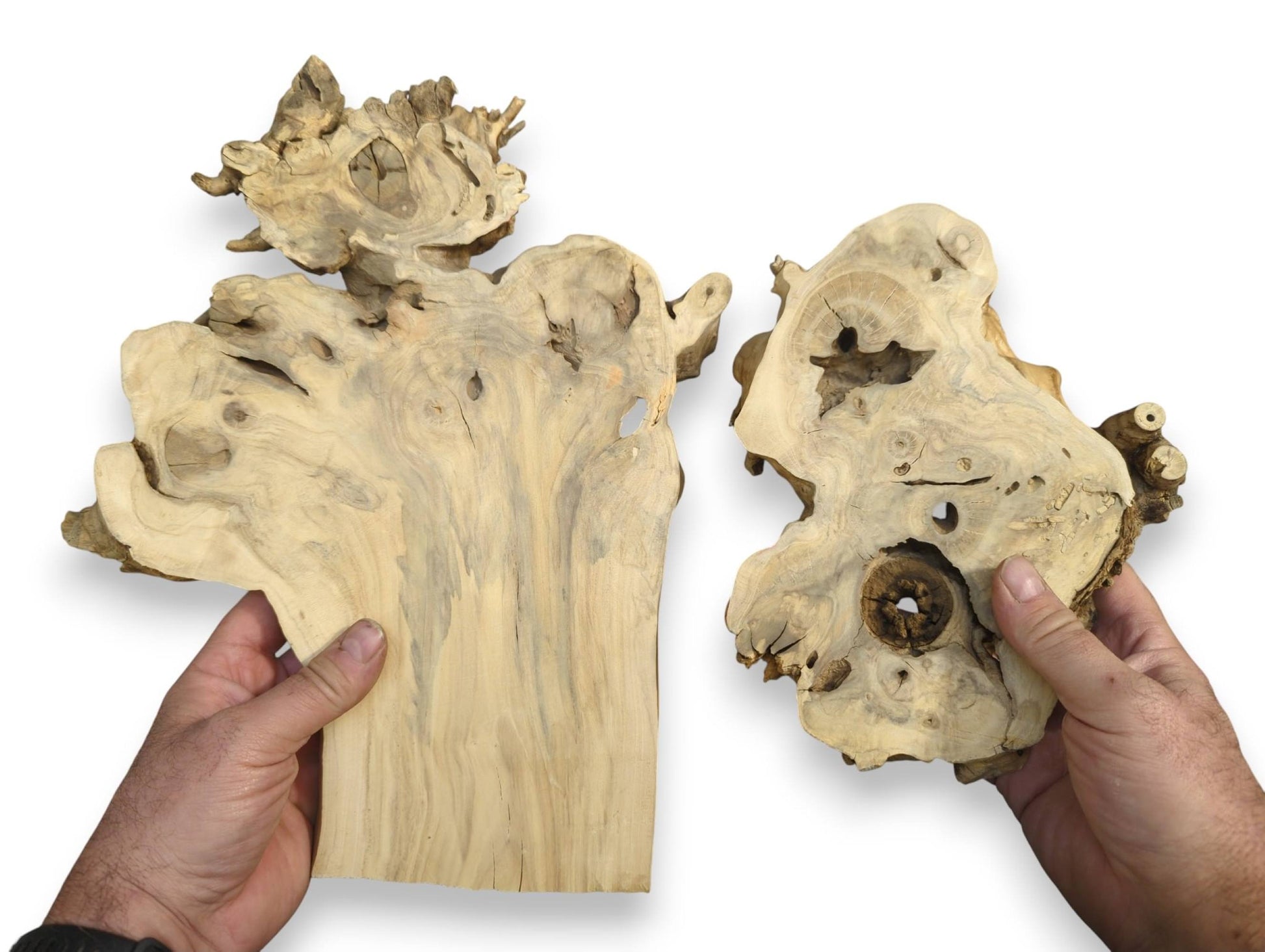 Hands hold two irregular elderberry burl wood slabs, displaying light color, unique grain, knots, and holes.