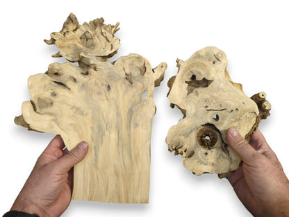 Hands hold two irregular elderberry burl wood slabs, displaying light color, unique grain, knots, and holes.