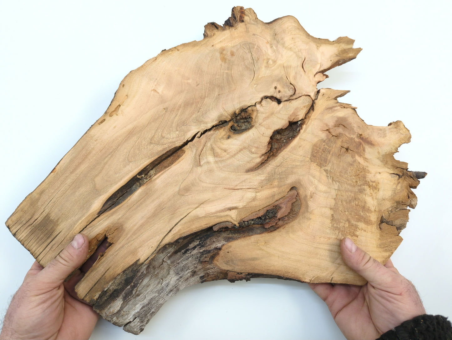 Wooden root sculpture held by hands against a white background