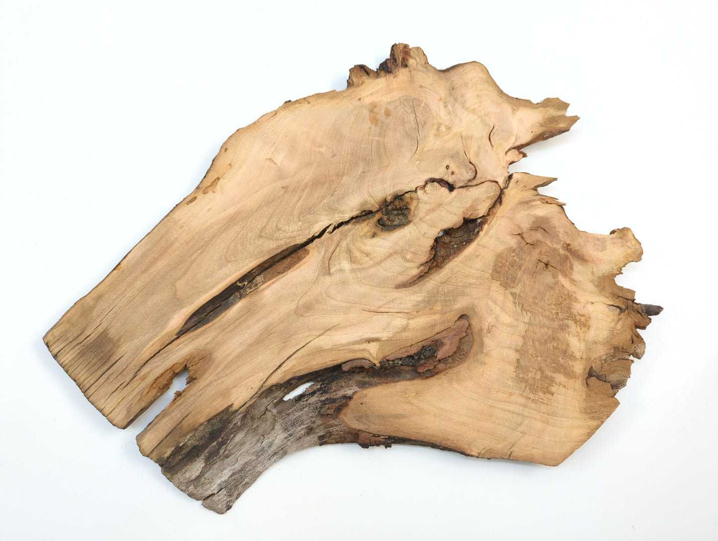 Cherry type live edge wood slice piece on a white background